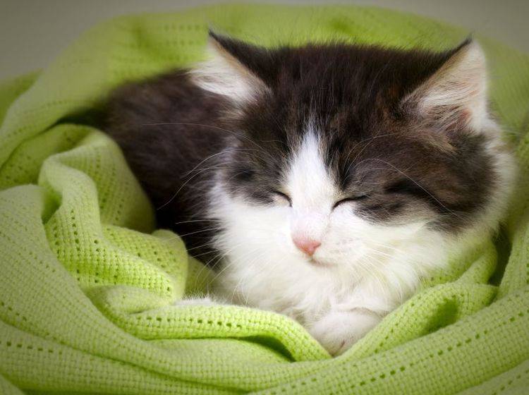 Zum Kuscheln: Flauschiges Katzenkind auf einer gemütlichen Decke — Bild: Shutterstock / iLight foto