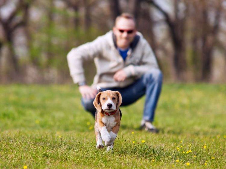 Hundetraining mit jungen Hunden: Hört er schon aufs Wort? — Bild: Shutterstock / Solovyova Lyudmyla