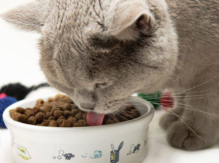Ein schöner Fressnapf für Ihre Katze: Tipps — Bild: Shutterstock / Krylova Ksenia