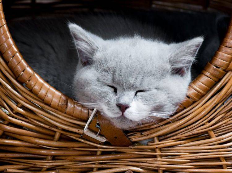 Kuschelzeit für Katzen: Dafür gibt es viele tolle Körbchen — Bild: Shutterstock / Gutzemberg