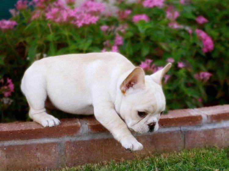 Jetzt aber ganz vorsichtig sein, kleine Englische Bulldogge — Bild: Shutterstock / Justin Black
