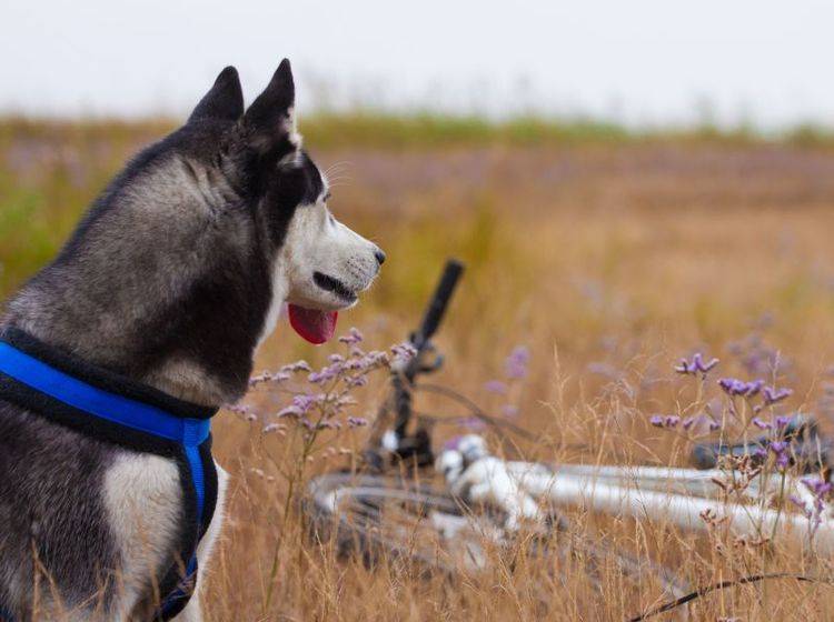 Vorteile der Hundehaftpflichtversicherung: Bei Unfällen kann es teuer werden — Bild: Shutterstock / Nata Sdobnikova