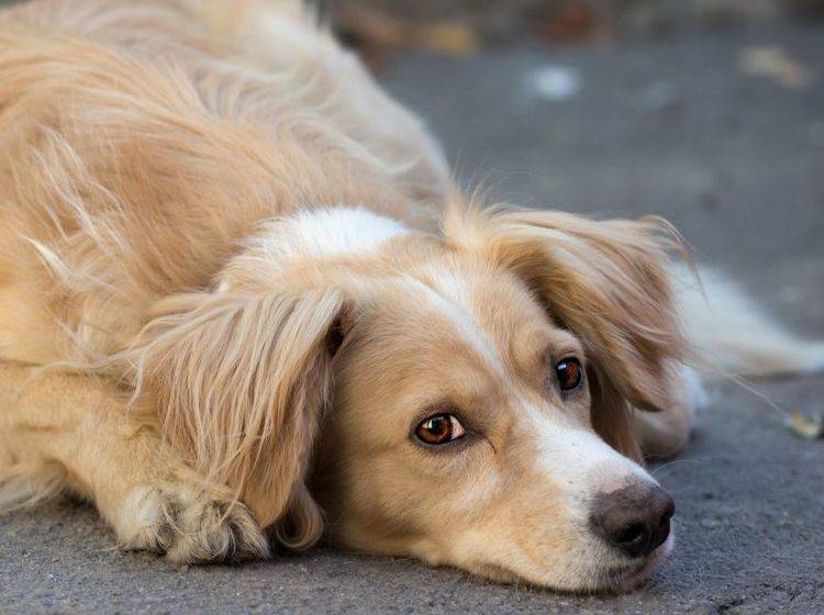 Giardien beim Hund: Häufig bleiben sie lange unentdeckt — Bild: Shutterstock / Amor Kar