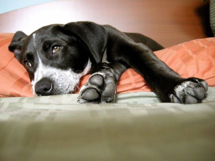 Es gibt verschiedene Ursachen für Arthrose beim Hund — Bild: Shutterstock / Shannon West