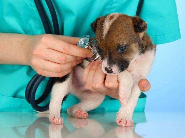 Hundekrankenversicherung abschließen: Sinnvoll oder nicht? — Bild: Shutterstock / Africa Studio