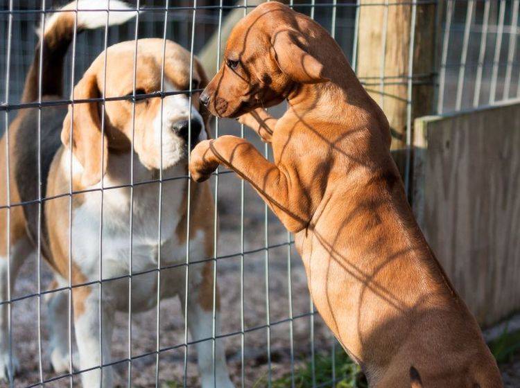 Vorsicht ansteckend: In Tierheimen können sich Giardien beim Hund blitzschnell verbreiten — Bild: Shutterstock / StefanHuman
