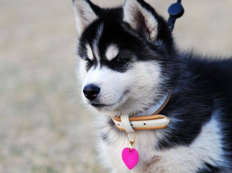 Ein Herz für Huskys: Kleiner Liebesbeweis an einen Hund — Bild: Shutterstock / Eastimages