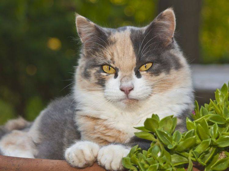 Ungiftige Balkonpflanzen für Katzen gibt es im Zoofachgeschäft und in der Gärtnerei – Shutterstock / J. McPhail