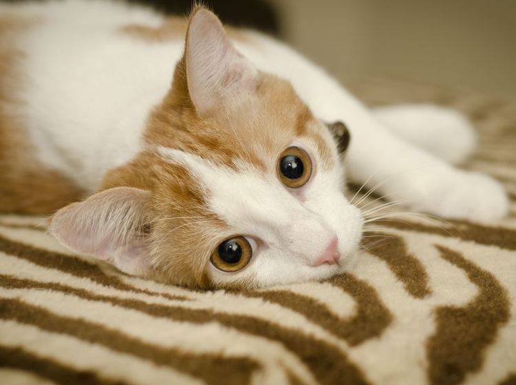 Bei Symptomen für eine Schilddrüsenüberfunktion bei Katzen sollte der Tierarzt aufgesucht werden — Bild: Shutterstock / Annmarie Young