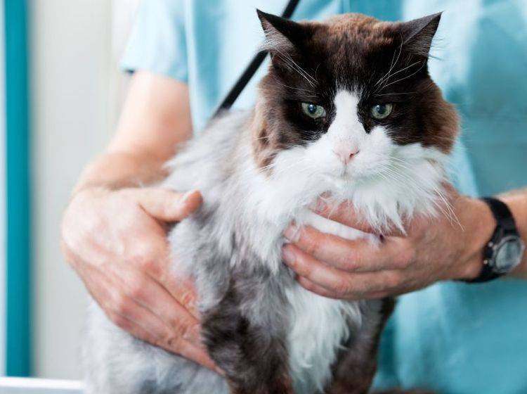 Für die Behandlung einer Behandlung einer Schilddrüsenüberfunktion bei Katzen gibt es verschiedene Methoden — Bild: Shutterstock / Tyler Olson