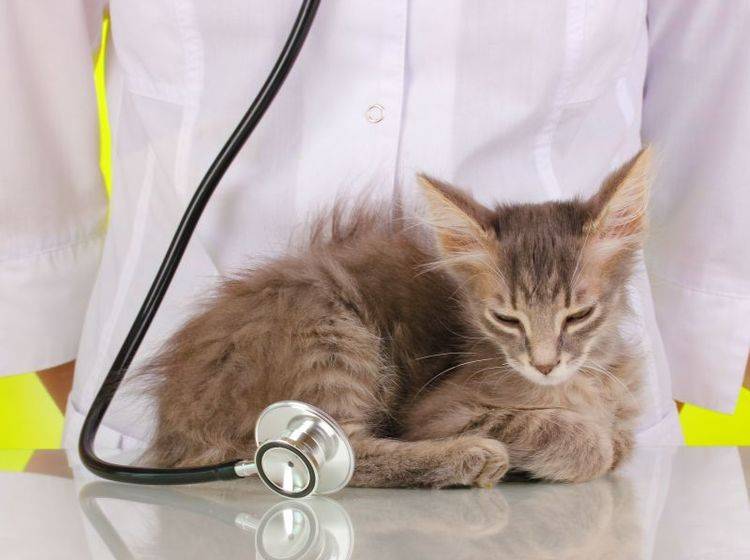 Katzen mit Schilddrüsenüberfunktion: Die Diagnose stellt der Tierarzt — Bild: Shutterstock / Africa Studio