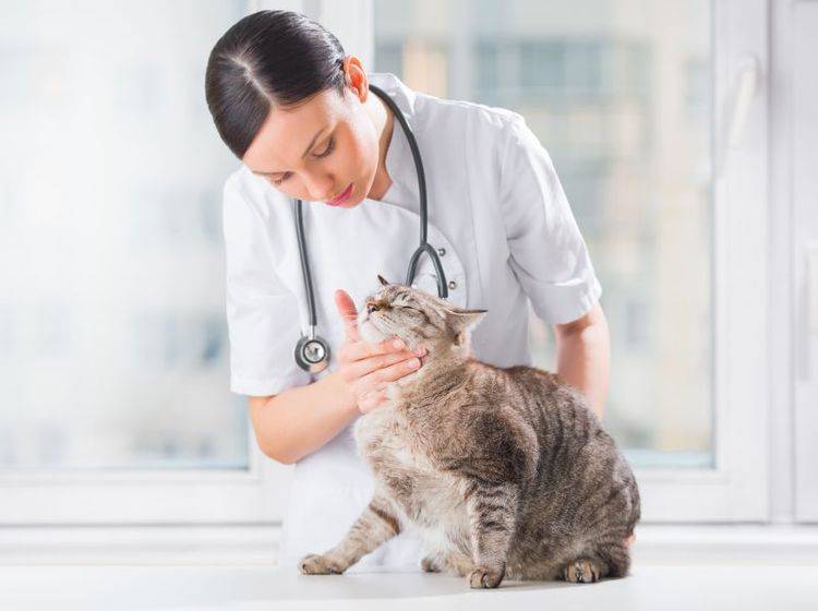 Zahnstein bei Katzen entfernen: Die Behandlung übernimmt der Tierarzt — Bild: Shutterstock / Hasloo Group Production Studio