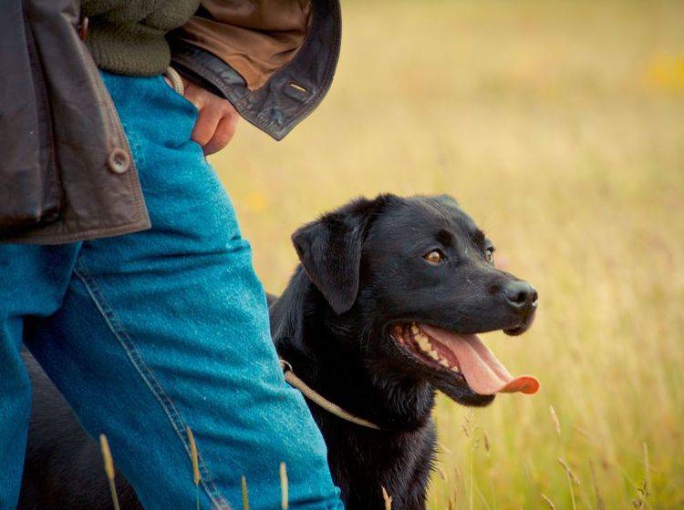 Clickertraining mit Hund eignet sich für Profis und Amateure — Bild: Shutterstock / rashworth