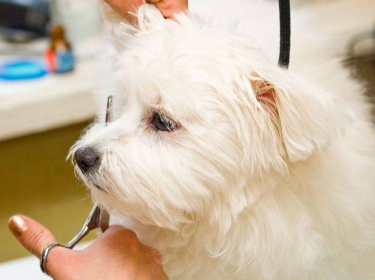 Hundefell sollte man nie ganz scheren — Bild: Shutterstock / siamionau pavel