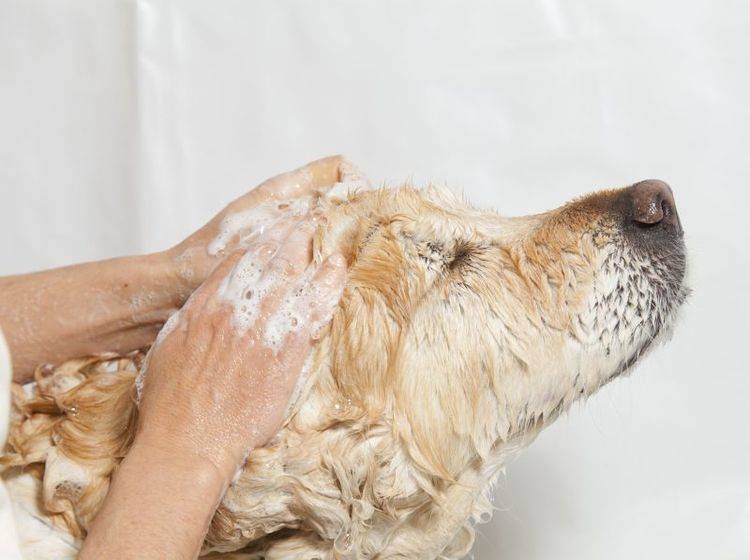 Hunde baden: Vorsichtig und nur mit speziellem Hundeshampoo — Bild: Shutterstock / fotoedu