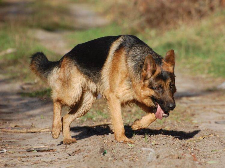 Arthrose beim Hund: Lahmen kann ein Anzeichen sein — Bild: Shutterstock / Sergey Kamshylin