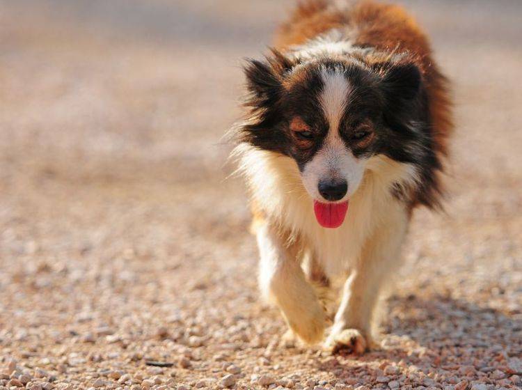 Zecken bei Hunden können sich mit verschiedensten Krankheitssymptomen äußern — Bild: Shutterstock / Alexandra Giese