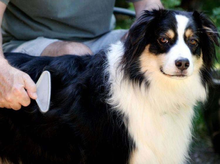 Tipps für ein schönes Hundefell: Accessoires für Zuhause — Bild: Shutterstock / Jennie Book