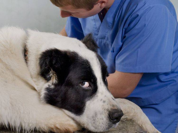 Je früher Tetanus beim Hund behandelt wird, desto besser — Bild: Shutterstock / Byelikova Oksana