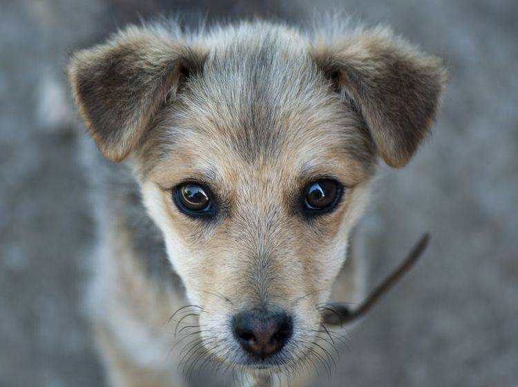Hunde aus Spanien zu adoptieren erfordert Zeit, Geduld und Einfühlungsvermögen — Bild: Shutterstock / Deviant