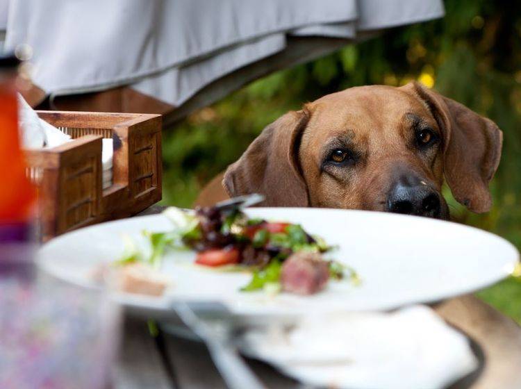 Grillreste sind nichts für Hunde — Bild: Shutterstock / vgm