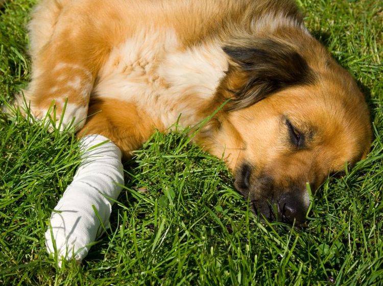 Tetanus beim Hund ist eine seltene, aber gefährliche Krankheit — Bild: Shutterstock / Martina Osmy