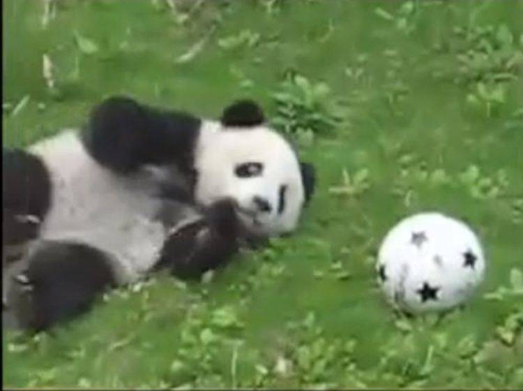 Tapsiges Pandabärchen möchte Fußballprofi werden — Bild: Youtube / pipsatch