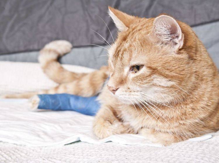 Katzenversicherungen: Wann sind sie sinnvoll? — Bild: Shutterstock / Daniel Rajszczak