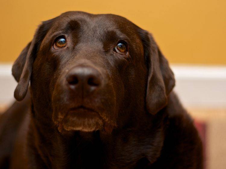 Schokoladenvergiftung muss behandelt werden: Geben Sie dem Hundeblick nicht nach