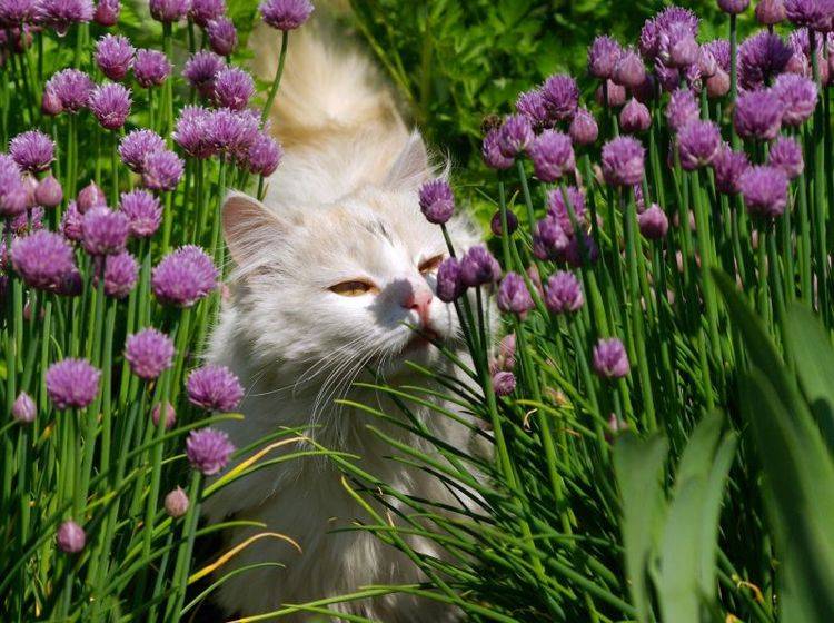 Tipps zur Katzenerziehung: Hilfe durch Aromastoffe — Bild: Shutterstock / Artistas