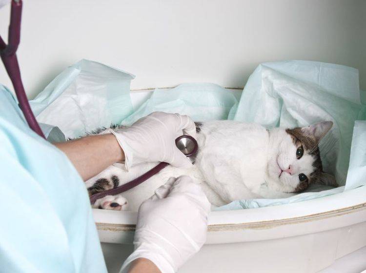 Gefährlich Katzenseuche: Die Behandlung und Prognose übernimmt der Tierarzt — Bild: Shutterstock / Serdar Tibet