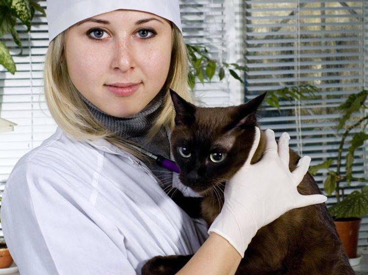 Katzen mit Haarausfall: Diagnose und Behandlung übernimmt der Tierarzt — Bild: Shutterstock / Byelikova Oksana