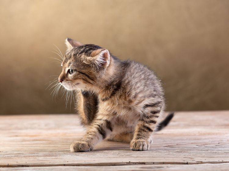 Ursachen für Flöhe bei Katzen lassen sich vor allem im Freien finden