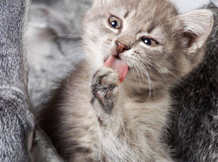 Haarausfall bei Katzen: Ein bisschen ist normal — Bild: Shutterstock / Pressmaster