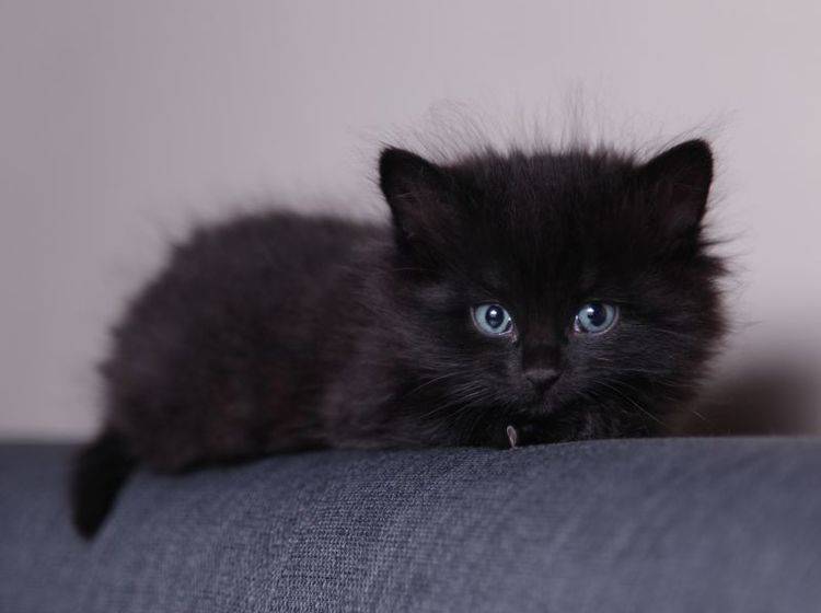 Flohbehandlung bei Katzen: Ein Tierarzt kann helfen — Bild: Shutterstock / Foonia