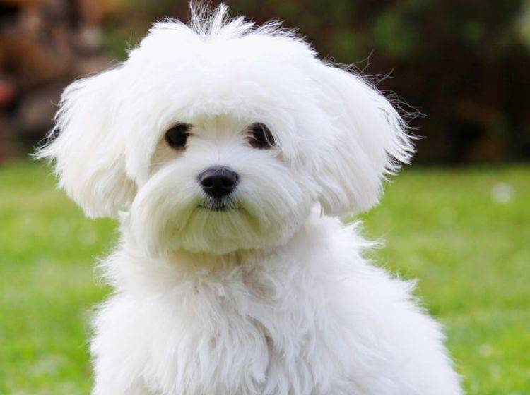 Malteser-Hunde sind perfekte Familienhunde — Bild: Shutterstock / Malota