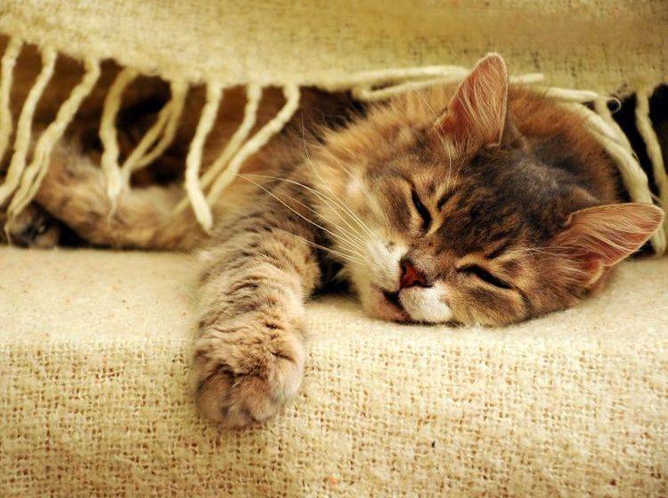 Diabetes bei Katzen kann sich durch verschiedene Symptome äußern — Bild: Shutterstock / berna namoglu