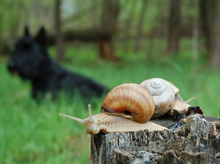 Gefahr für Hunde durch Schnecken: Sie können Würmer übertragen — Bild. Shutterstock / eAlisa