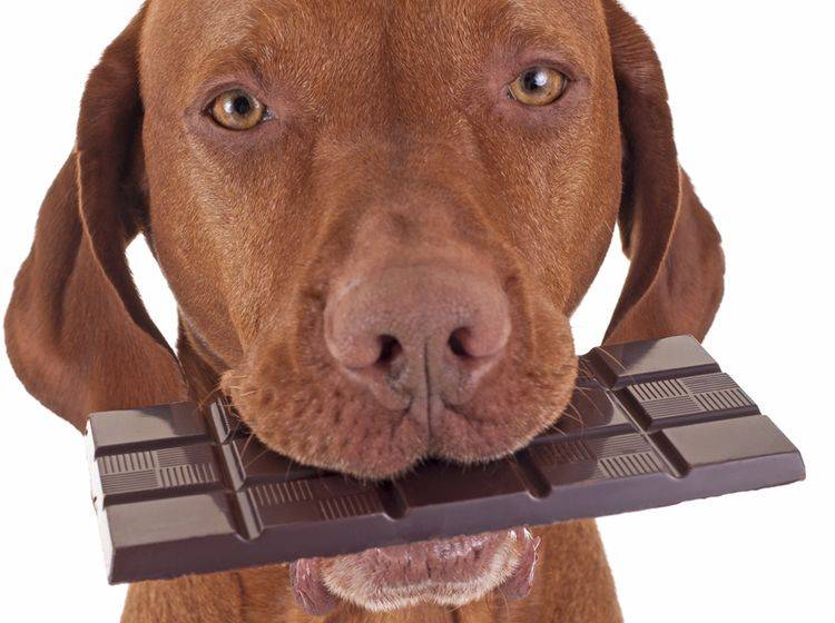 Für Hunde ist Schokolade giftig: Geben Sie ihm besser andere Leckerli