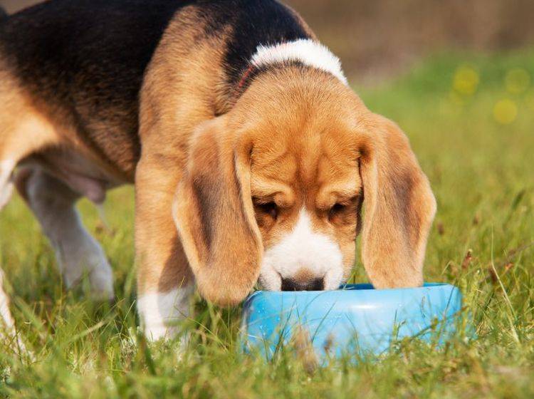 Diabetes bei Hunden: Übermäßiges Wassertrinken gehört zu den Symptomen — Bild: Shutterstock / Solovyova Lyudmyla