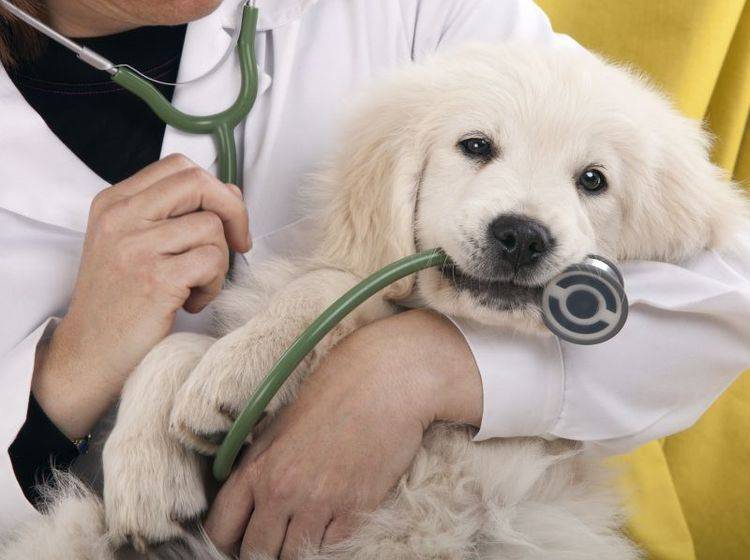 Hunde mit Diabetes Diagnose und Behandlung