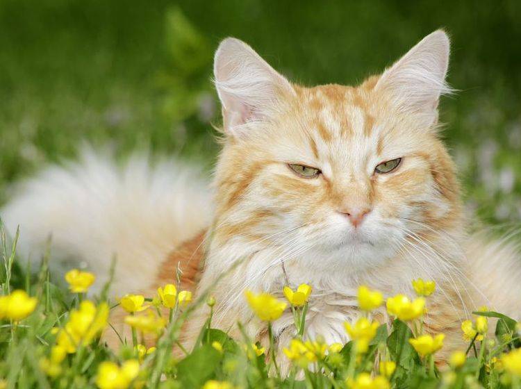 Bachblüten für Katzen erfreuen sich in letzter Zeit einer immer größeren Beliebtheit — Bild: Shutterstock / Aleksei Verhovski