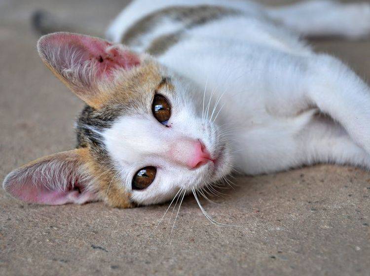Epilepsie bei Katzen: Nach abklingen der Symptome ist die Katze geschwächt — Bild: Shutterstock / OLOS