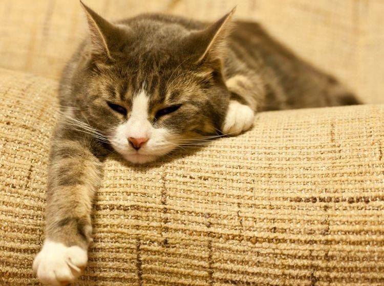 Fieber bei Katzen äußert sich durch erhöhte Temperatur und Abgeschlagenheit — Bild: Shutterstock / Photoseeker