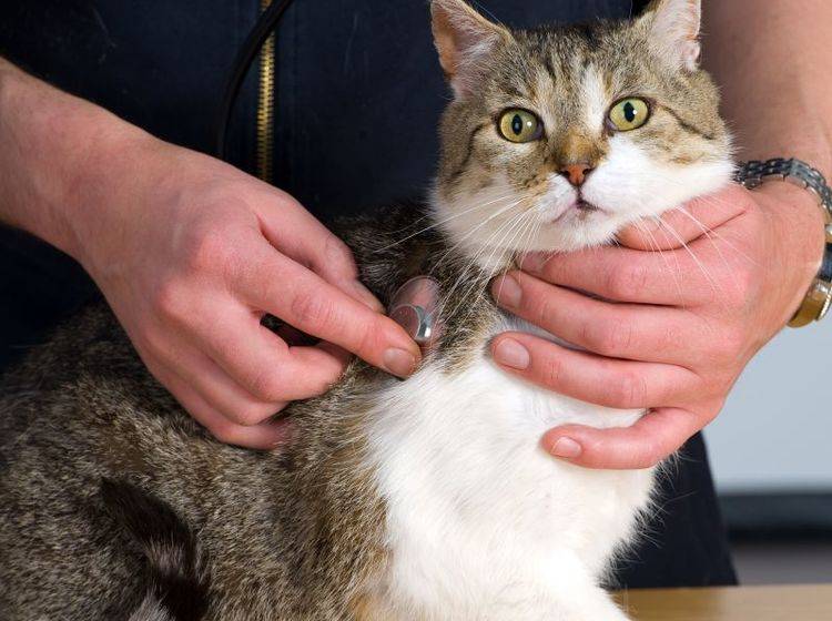 Bei Katzen mit Asthma werden vom Tierarzt gründlich untersucht — Bild: Shutterstock / Firma V