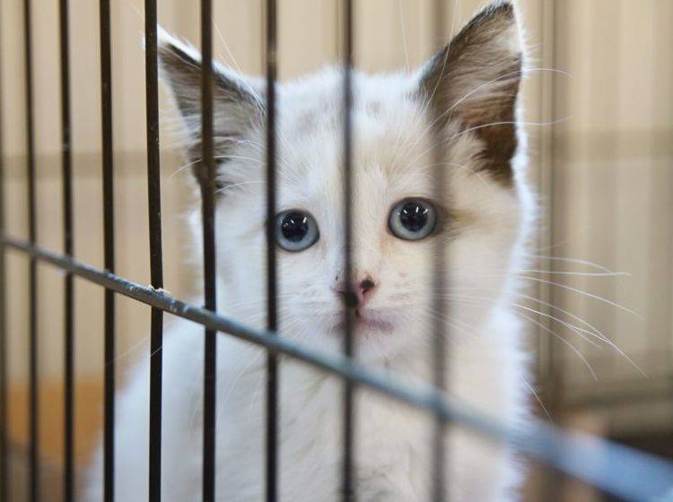 Katzenleukose: Tierheimkatzen und Freigänger sind besonders gefährdet — Bild: Shutterstock / Annette Shaff