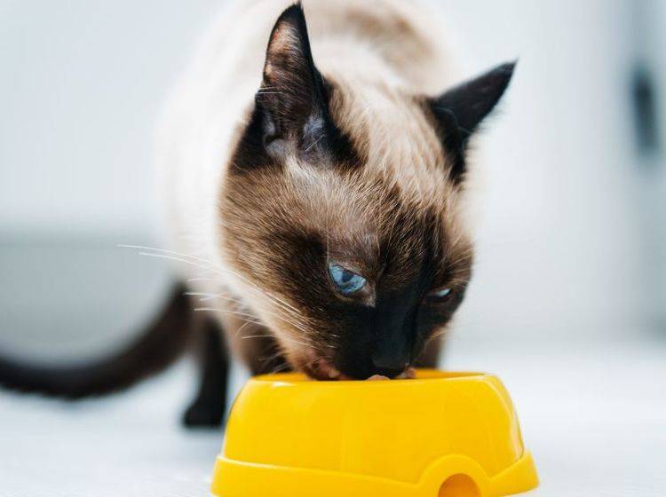 Bio-Futter für Katzen soll nicht nur hochwertig sein sondern auch gut schmecken — Bild: Shutterstock / Valerie Potapova