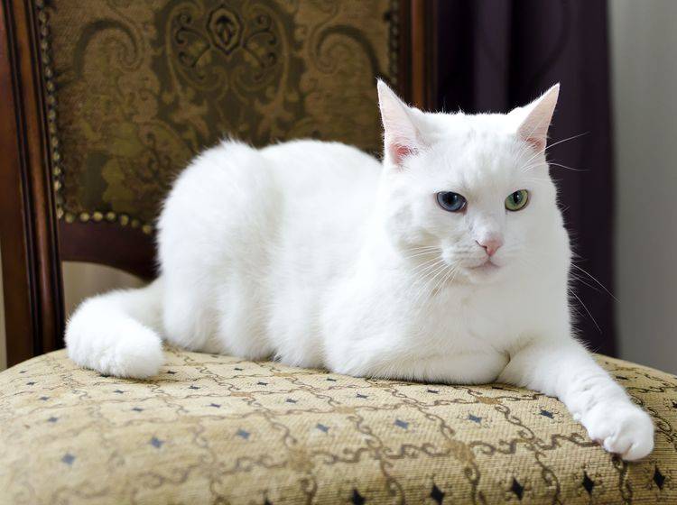 In voller Pracht: Eine Türkisch Van Katze mit einem blauen und einem grünen Auge posiert — Bild: Shutterstock / DmitriMaruta