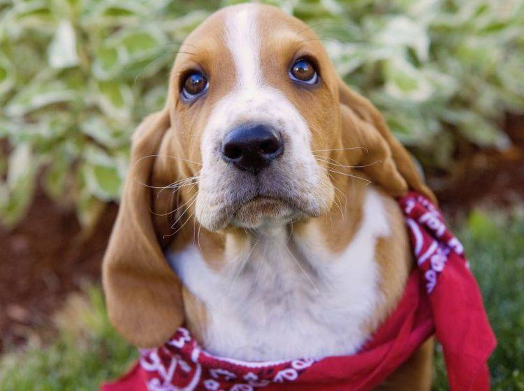 Allergie, Bronchities, Erkältung: Husten beim Hund kann verschiedene Ursachen haben — Bild: Shutterstock / Robynrg