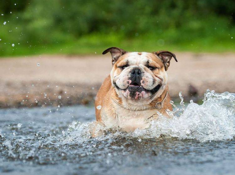 Englische Bulldoggen sind mutig, verspielt und Fans von schönen Ausflügen — Bild: Shutterstock / Tatiana Katsai